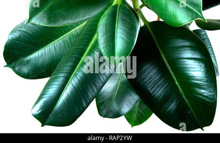Ficus elastica di foglie di piante isolate con sfondo bianco Foto Stock
