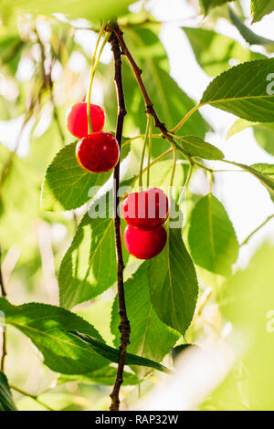 Bacche di ciliegie mature pesare sui rami di un albero tra fogliame Foto Stock