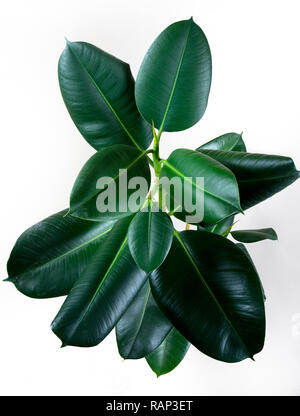 Ficus elastica di foglie di piante isolate con sfondo bianco Foto Stock