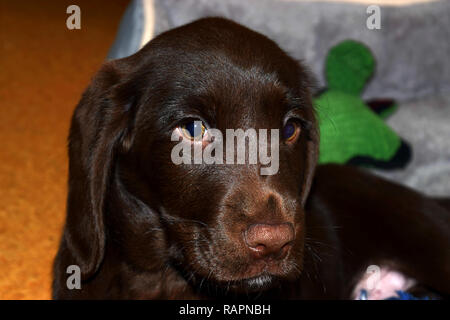 Marrone cucciolo di Labrador a guardare nel profondo dei tuoi occhi, cioccolato labrador retriever cucciolo maschio ritratto studio shot Foto Stock