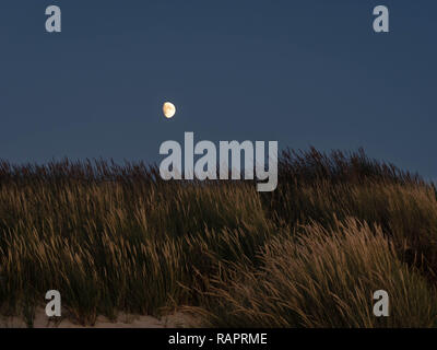 Luna splende su erba marram dune coperte nel nord della Francia Foto Stock