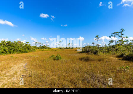 Mogano Amaca Trail, modesto boardwalk attraverso la giungla di pianura terreno con alberi di grandi dimensioni e di osservare la natura. Parco nazionale delle Everglades, Florida. Foto Stock