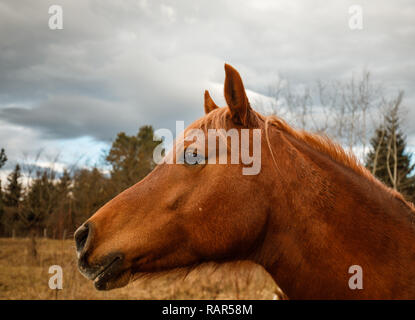 Cavallo purosangue ritratto nella natura Foto Stock