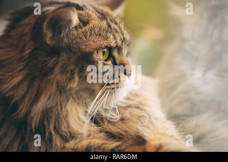 Pelosi cute cat fur pat guardando fuori di windows. Foto Stock