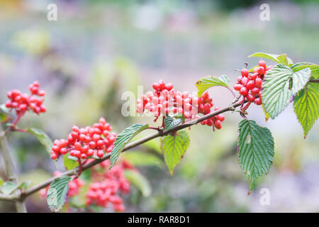 Viburnum plicatum f. tomentosum "Kilimanjaro Sunrise' bacche in estate. Snowball giapponese Bush. Foto Stock