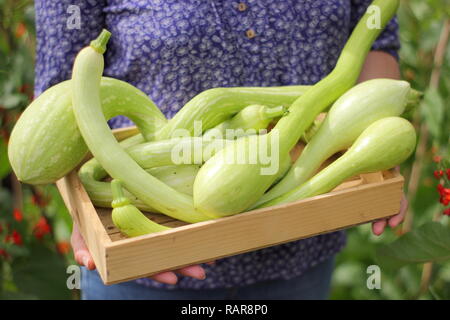 La Cucurbita pepo. La donna presenta appena raccolto Squash 'Tromboncino', un gustoso climbing la zucchina, su un vassoio di legno in un giardino inglese, REGNO UNITO Foto Stock