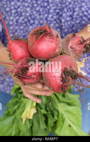 Donna che raccoglie barbabietola - Beta vulgaris 'Chioggia' - in un giardino di cucina in estate. REGNO UNITO Foto Stock