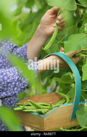 Phaseolus coccineus. La donna la raccolta di fagioli runner 'Scarlet Imperatore' in un cestello di legno in un giardino estivo, REGNO UNITO Foto Stock