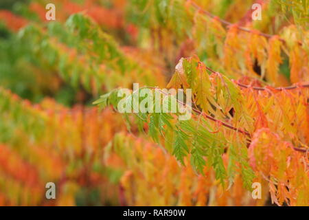 Rhus typhina. Vibranti colori autunnali delle feste di addio al celibato il corno sumach, Ottobre, REGNO UNITO Foto Stock