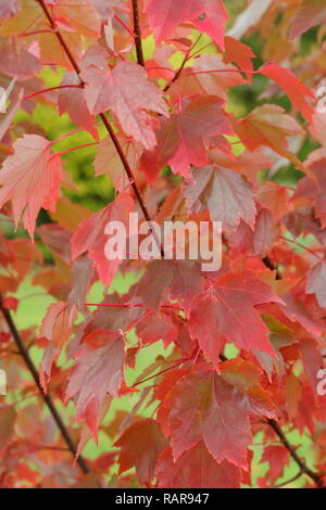 Acer rubrum 'Brandywine'. I colori autunnali di acero rosso 'Brandywine', Ottobre, REGNO UNITO Foto Stock