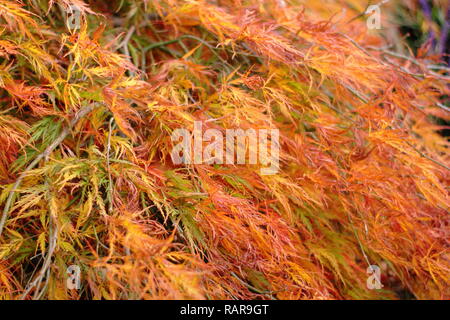 Acer Palmatum Dissectum Atropurpureum. Acero giapponese 'Dissectum Atropurpureum' visualizzazione di vivaci colori autunnali, REGNO UNITO Foto Stock