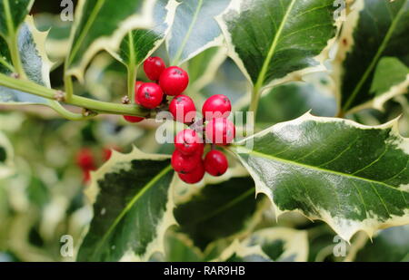 Ilex aquilfolium "Argentea Marginata'. Argento emarginati holly visualizzazione inverno bacche, UK. Modulo Gas Anestetici Foto Stock