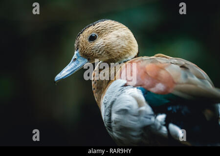 Close-up di una piccola anatra allo zoo. Foto Stock