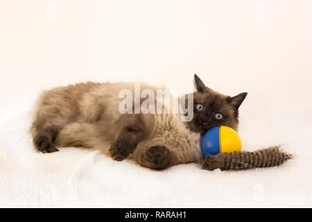 Giocoso siamese Gattino posa su un blu e giallo sfera di gioco , sfondo bianco Foto Stock