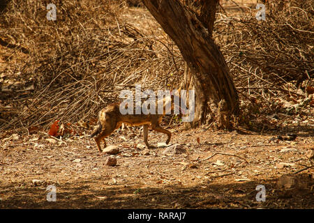 Coyote giovani sotto la luce diretta del sole nel parco nazionale vicino a Jaipur, India Foto Stock