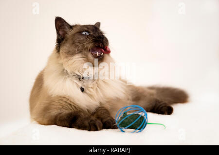 Simpatico gatto siamese gatto sbadigliare, mostrando i denti e la lingua, sfondo bianco Foto Stock