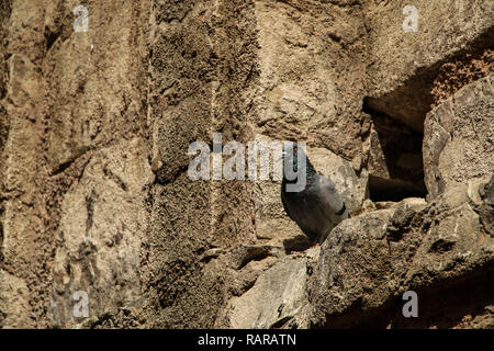 Colomba su un muro di pietra Foto Stock