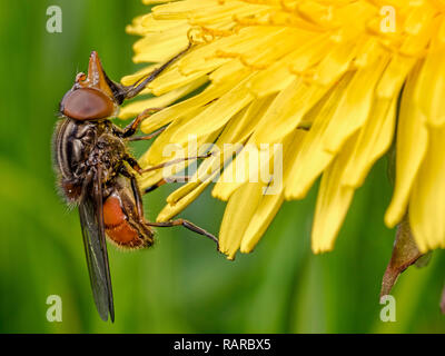 Un Rhingia fly che è facilmente riconoscibile dal tipo rhinocerous muso e lungo mothparts prese a Whitemill nel Dorset. Foto Stock