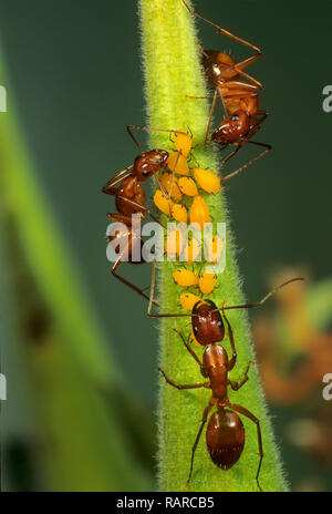 Camponotus (sp) formiche imbrancandosi oleandro afidi sulle sementi pod di butterfly weed (Asclepias tuberosa). Formiche afidi di guardia contro i predatori e alimentazione sulla swe Foto Stock