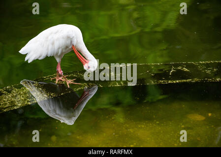 Americano bianco Ibis piume di pulizia su Reflection Foto Stock