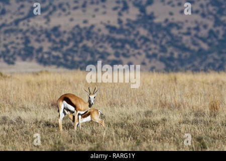 Springboks (Antidorcas marsupialis), giovani succhiare la sua madre, nella prateria aperta, mountain Zebra National Park, Capo orientale, Sud Africa e Africa Foto Stock