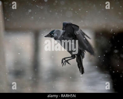 La cornacchia volanti crow in forti nevicate Foto Stock