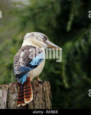 Blu-winged Kookaburra, Dacelo leachii, femmina, in piedi su un ceppo di albero. Foto Stock