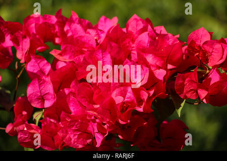 Magenta bellissimi fiori di bouganville closeup Foto Stock