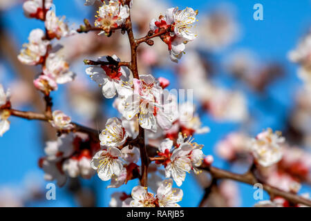 Blooming apricot tree nella primavera del tempo. Fioritura fiori albicocca. Fioritura di albero di albicocche in Lettonia. Albero di albicocca fiori in primavera. Foto Stock