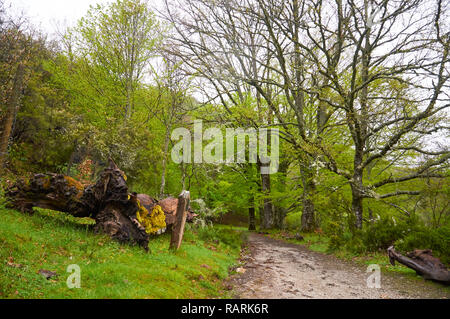 Sentiero escursionistico vicino caduto grande faggio in Haye de Montejo, uno dei la più meridionale delle foreste di faggio in Europa (Montejo de la Sierra,Madrid,Spagna) Foto Stock
