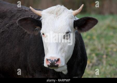 Marrone e bianco mucca, close up Foto Stock