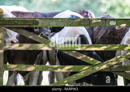 Marrone e bianco mucca il peering attraverso un cancello Foto Stock