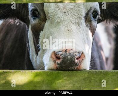 Marrone e bianco mucca il peering attraverso un cancello Foto Stock