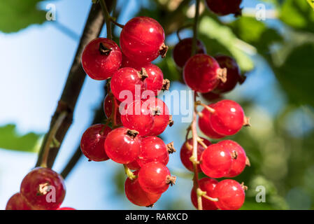 ribes rosso maturo appeso su un ramo Foto Stock
