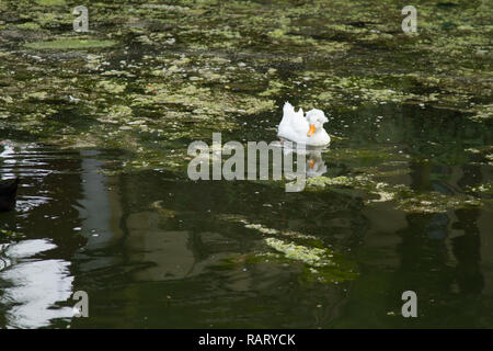 Anatra bianco nuota in un canale Foto Stock