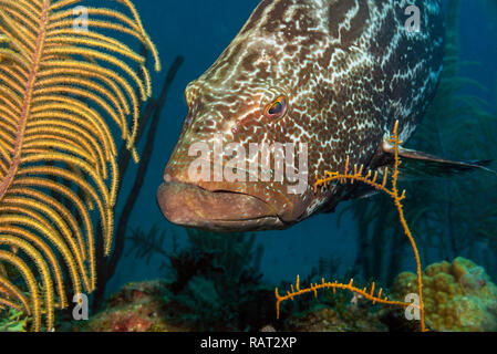 Close-Up di cernie nere )Mycteroperca bonaci) a Boca de la Piedra, Jardines de la Reina, Cuba Foto Stock