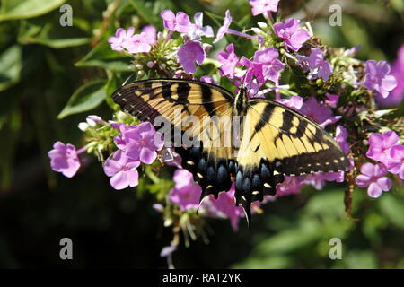 Orientale tigre Giallo farfalla a coda di rondine Foto Stock