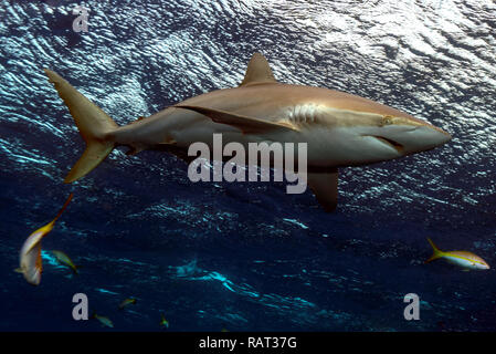 Silky Shark (Carcharhinus falciformis) a Caballones, Jardines de la Reina, Cuba Foto Stock