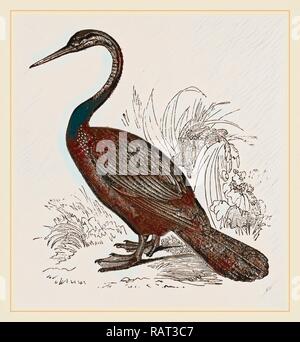 Le Valliant's Darter. Reinventato da Gibon. Arte Classica con un tocco di moderno reinventato Foto Stock