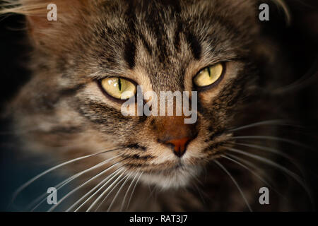 I dettagli di un bellissimo gatto domestico con occhi color ambra Foto Stock