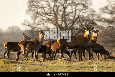 Feste di addio al celibato e cerve a Berkeley il Deer Park, nel Gloucestershire. Foto Stock