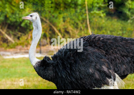 Ritratto di struzzo comune (Struthio camelus),specie di grandi specie di uccelli nativi di Africa su uno sfondo verde Foto Stock
