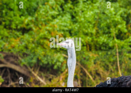 Ritratto di struzzo comune (Struthio camelus),specie di grandi specie di uccelli nativi di Africa su uno sfondo verde Foto Stock