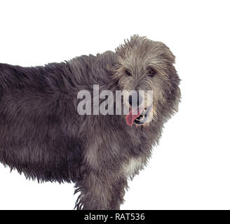 Ritratto di grigio Irish Wolfhound isolati su sfondo bianco Foto Stock