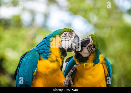 In prossimità di un paio di blu e giallo macaws di toccare e giocare con la loro forte becchi, guardando come stanno baciando. Foto Stock