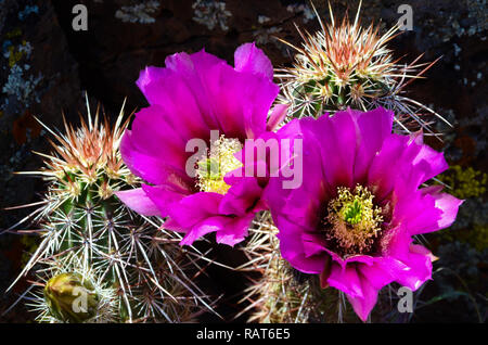Sia i fiori selvatici e coltivati forniscono la bellezza, la varietà e interesse tutto l'anno. Foto Stock