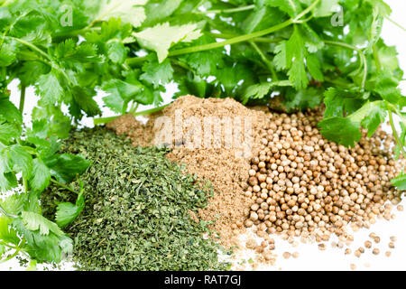 Fresche foglie di coriandolo e pile di secche foglie di coriandolo, tutta la semi di coriandolo e coriandolo in polvere. Foto Stock