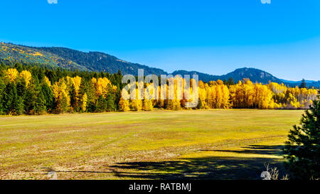 I colori dell'autunno a nord della città di Boston Bar lungo la Fraser canyon percorso della Trans Canada Highway, Highway 1, nella British Columbia Canada Foto Stock