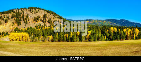 I colori dell'autunno a nord della città di Boston Bar lungo la Fraser canyon percorso della Trans Canada Highway, Highway 1, nella British Columbia Canada Foto Stock