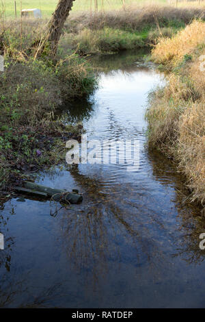 La gestione delle risorse della pesca della trota torrente Cambridgeshire Foto Stock